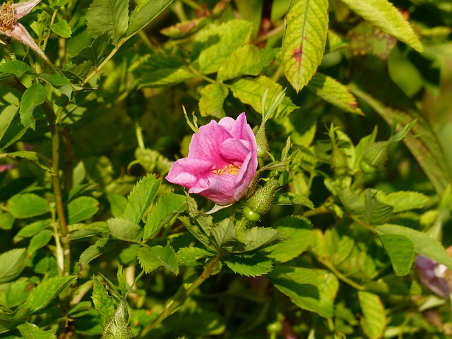 Streichelzarte Haut Naturkosmetik Rose